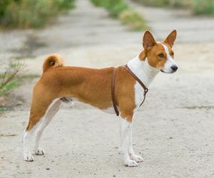 Basenji Kroppsbygning