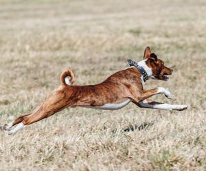 Basenji som løper