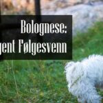 Bolognese Familiehund Rase