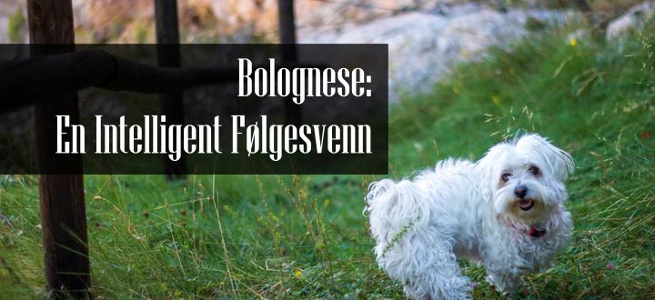 Bolognese Familiehund Rase