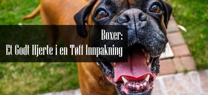 Boxer Familiehund Rase