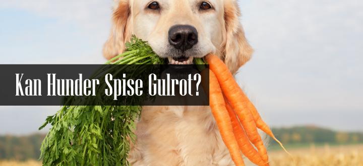 Kan Hunder Spise Gulrot