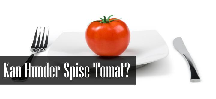 Kan Hunder Spise Tomat