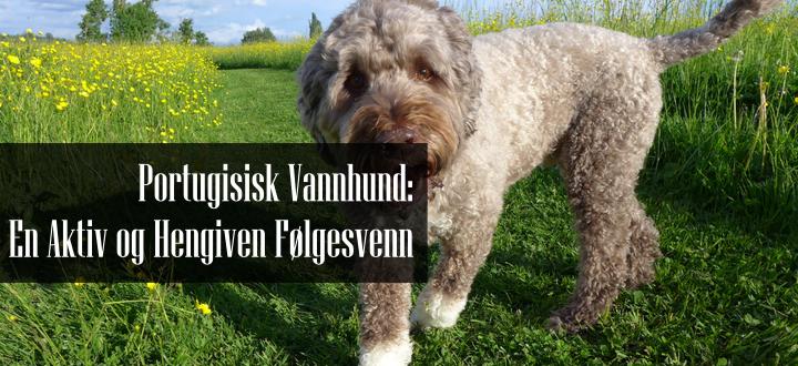 Portugisisk Vannhund Rasebeskrivelse