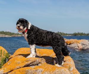 Portugisisk Vannhund på en Stein