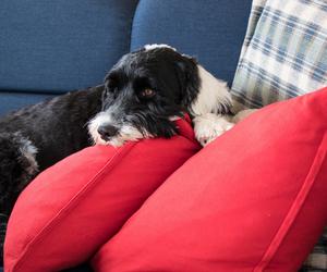 Portugisisk Vannhund i en Sofa