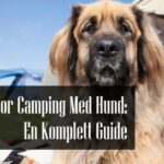 Camping Med Hund