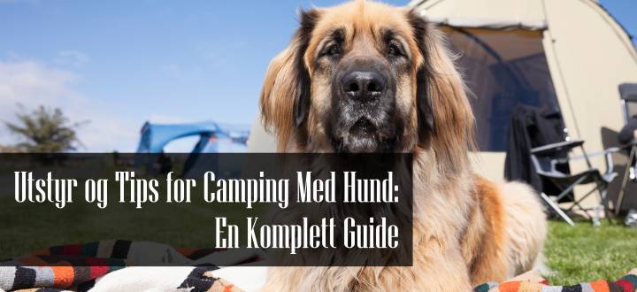 Camping Med Hund