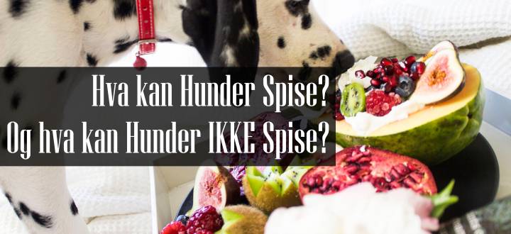 Hva kan Hunder Spise