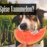 Kan Hunder Spise Vannmelon