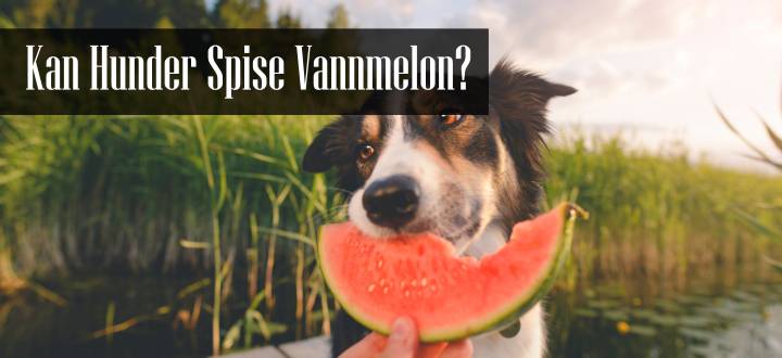 Kan Hunder Spise Vannmelon
