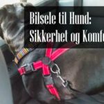 Bilsele til Hund