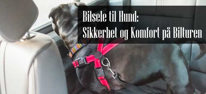 Bilsele til Hund
