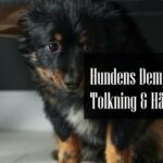 Dempende Signaler Hund