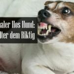 Dominante Signaler Hund
