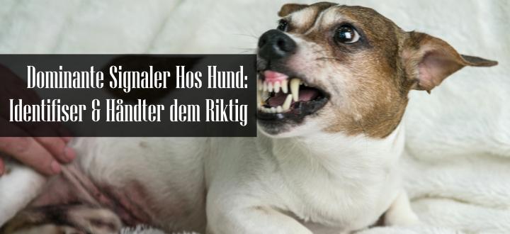 Dominante Signaler Hund