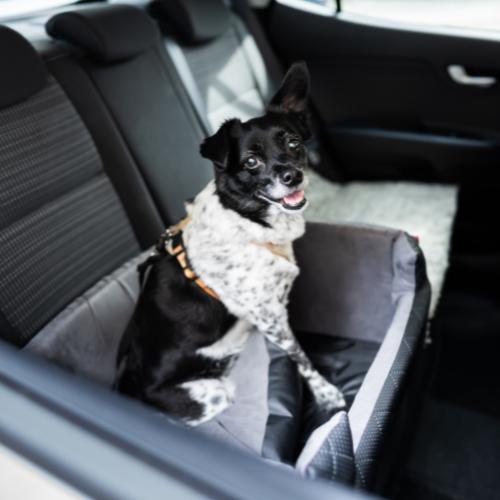 Hund Festet med Sele i Bil