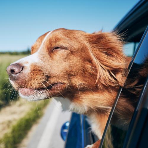 Hund Som Har Hode ut av Vinduet Bil