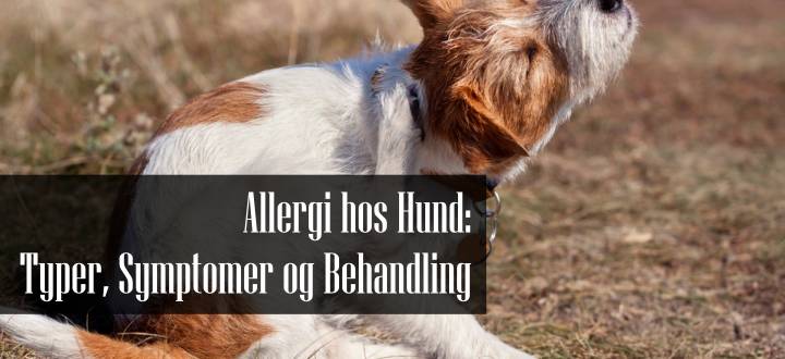Allergi hos Hund