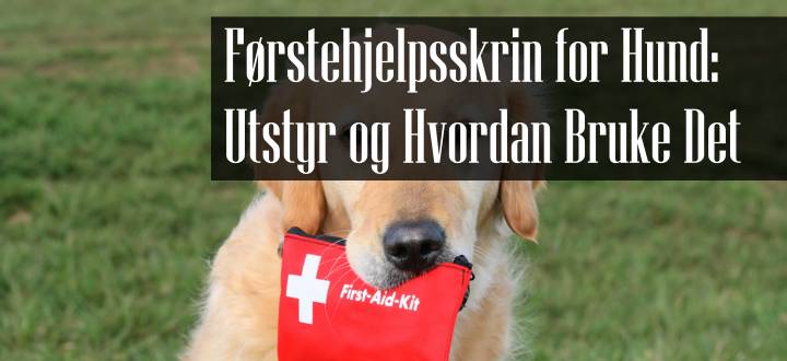 Førstehjelpsskrin for Hund