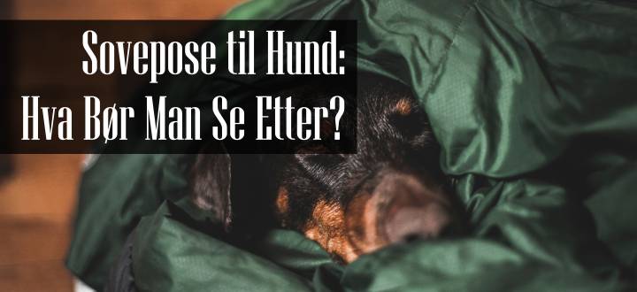 Sovepose til Hund