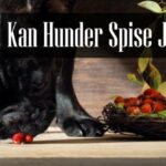 Kan Hunder Spise Jordbær
