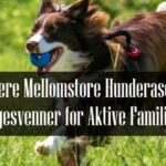 Populære Mellomstore Hunderaser