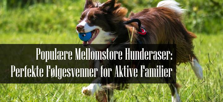 Populære Mellomstore Hunderaser