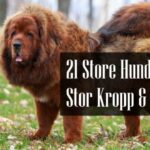 Store Hunderaser Hunder