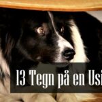 Tegn på en Usikker Hund