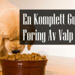 Foring Av Valp
