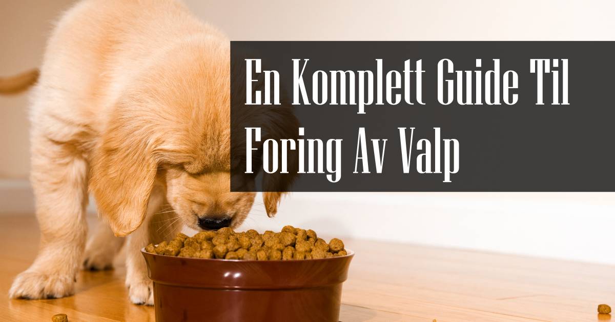 Foring Av Valp