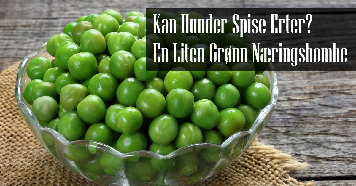Kan Hunder Spise Erter