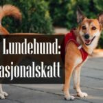 Norsk Lundehund Rasebeskrivelse