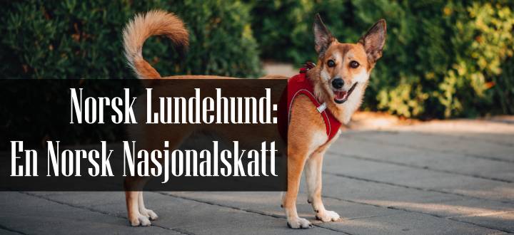 Norsk Lundehund Rasebeskrivelse