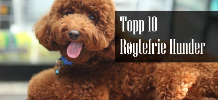 Topp Røytefrie Hunder