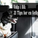 Valp i Bil