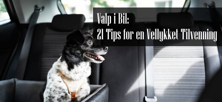 Valp i Bil