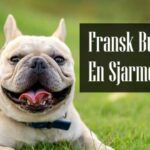 Fransk Bulldog Rasebeskrivelse