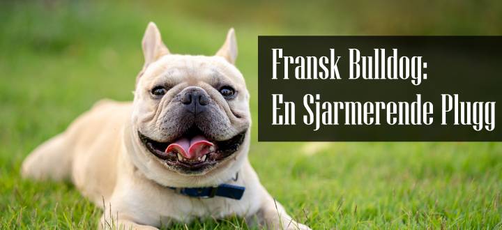Fransk Bulldog Rasebeskrivelse