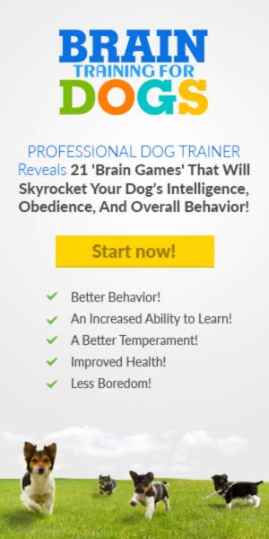 Kurs Hund Lydighet Valp Kommandoer