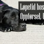 Løpetid Hund Oppførsel