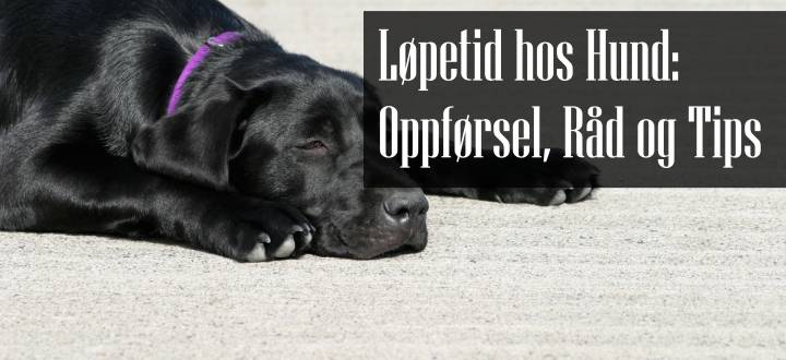 Løpetid Hund Oppførsel