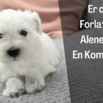 Valp Alene Hjemme