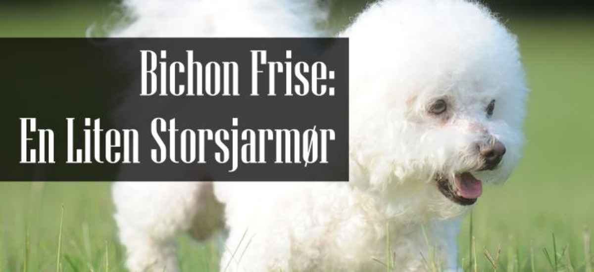 Bichon Frise Familiehund Rase