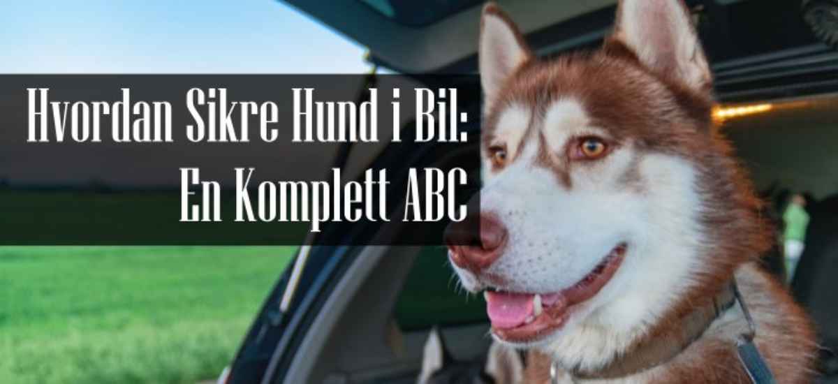 Hvordan Skal Man Sikre Hund i Bil