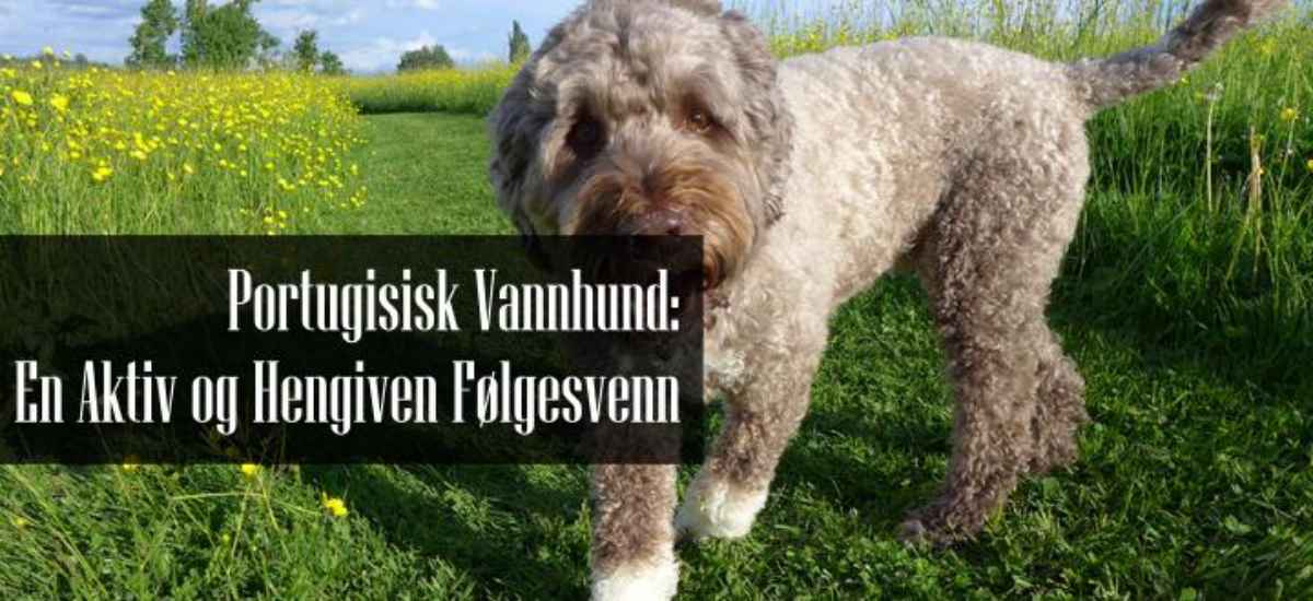 Portugisisk Vannhund Rasebeskrivelse