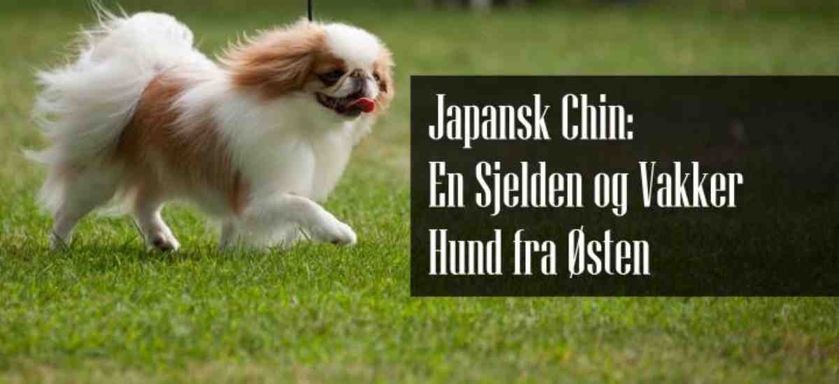 Japansk Chin Rasebeskrivelse