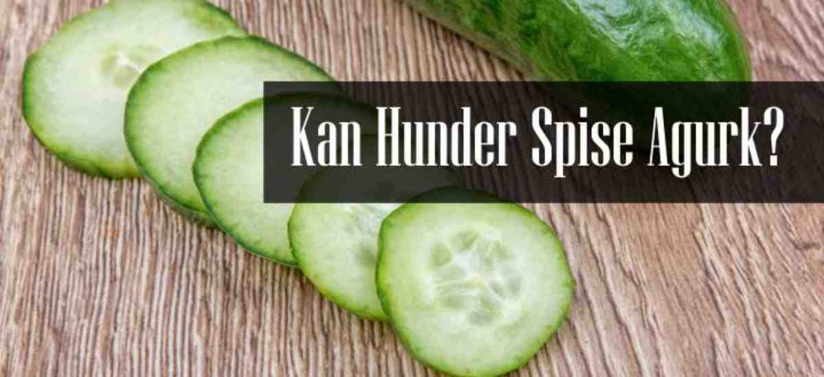 Kan Hunder Spise Agurk