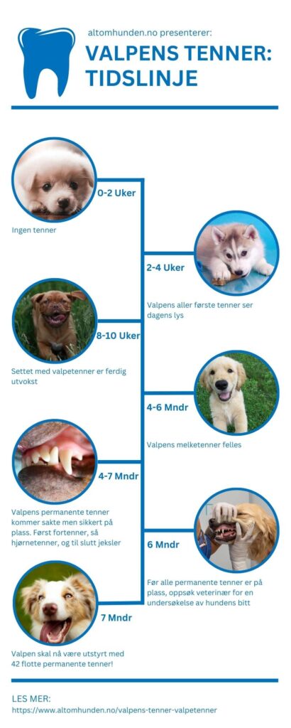 Valpens Tenner Valpetenner Tidslinje [Infografikk]